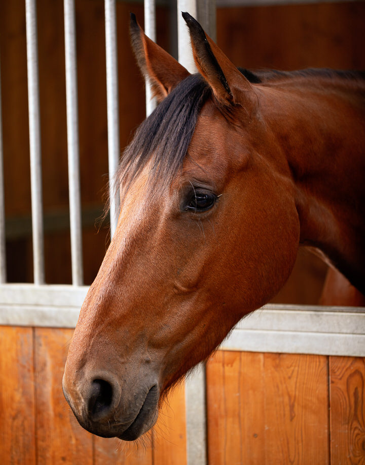 Epic SEGURA_HORSE_TEAM