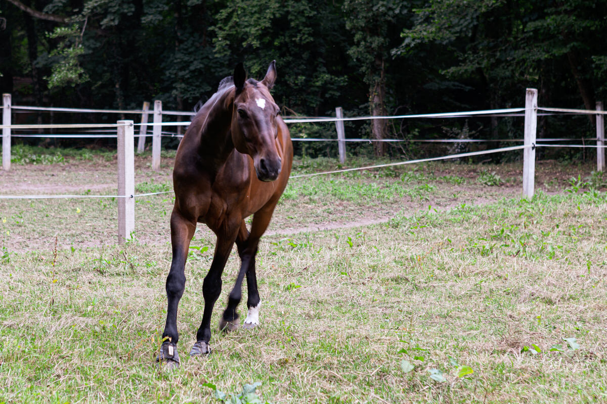 HORSE_BATIE-3 SEGURA_HORSE_TEAM