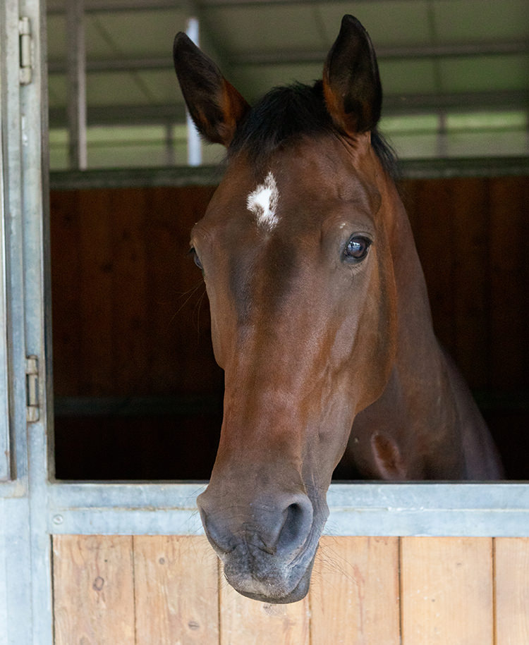 KROONPRINSES SEGURA_HORSE_TEAM