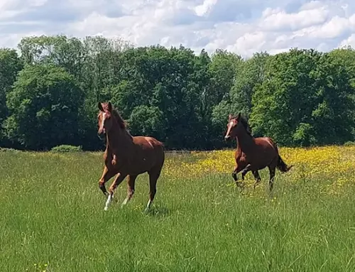 Venu Tot, the retirement of an extraordinary horse