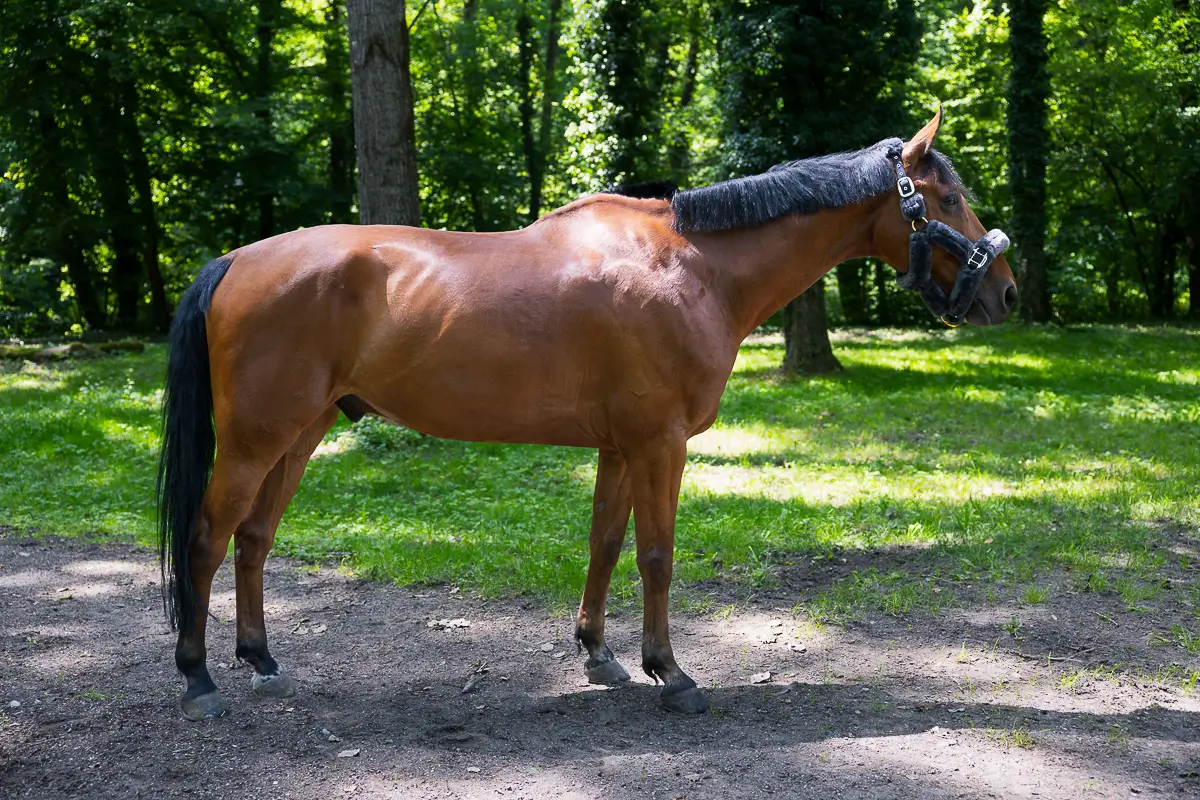 EPIC-HORSE-GENEVE
