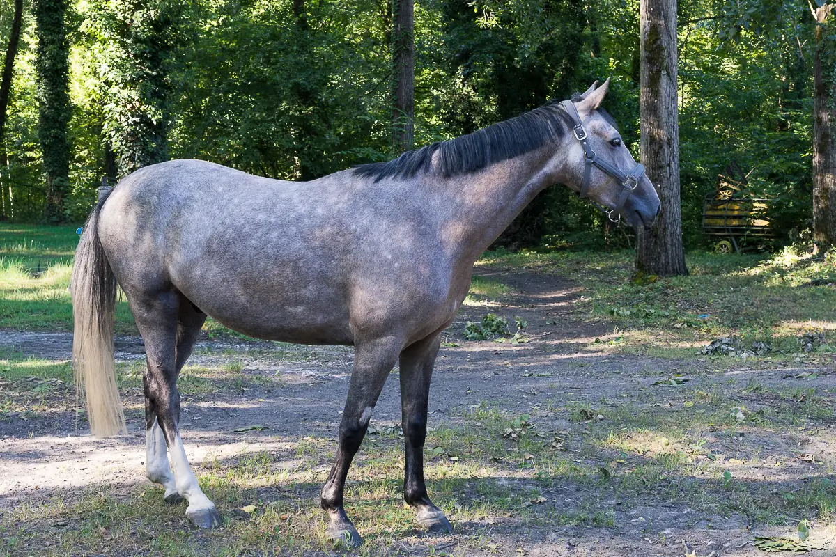 horse-segura-1