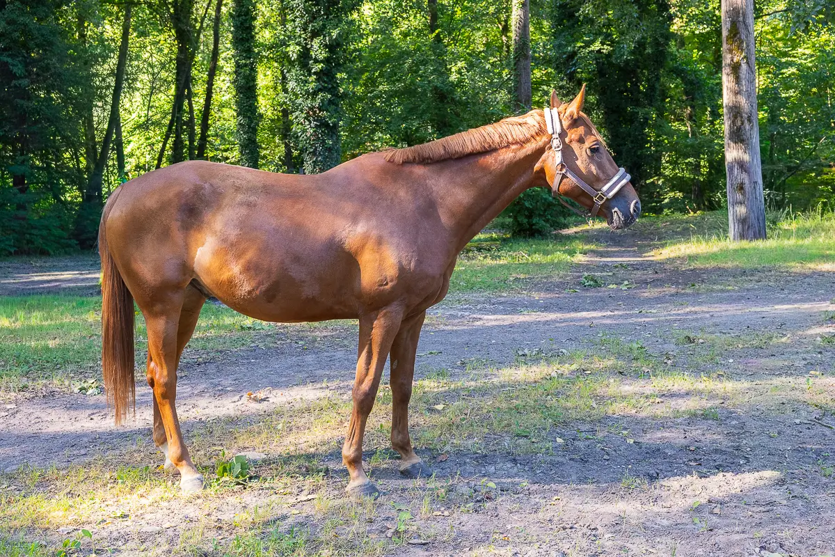 horse-segura-2