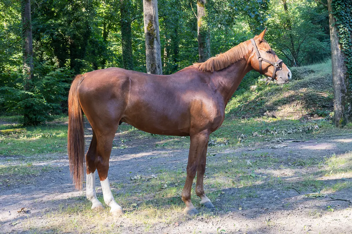 horse-segura-3